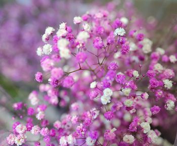 Close-up of pink cherry blossoms