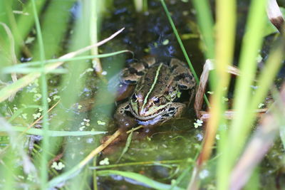 High angle view of frog swimming in lake