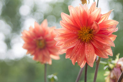 Colored chrysanthemums in the field in spring