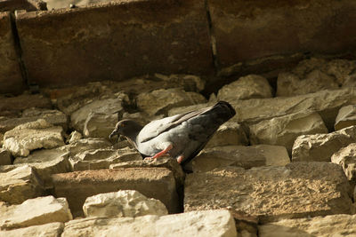 Close-up of bird perching on retaining wall