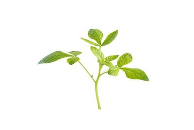 Close-up of leaves against white background