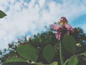 Close-up of flower blooming against sky