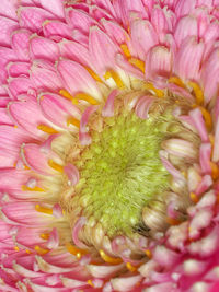 Close-up of pink flower