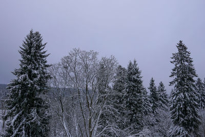 Low angle view of pine trees against sky during winter