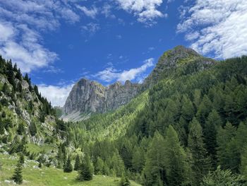 Scenic view of pine trees against sky