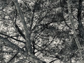 Low angle view of trees in the forest