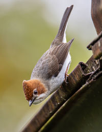 Close-up of bird perching on branch