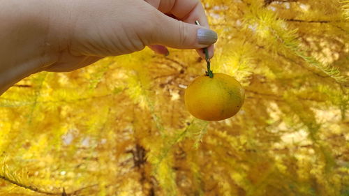 Close-up of hand holding fruit