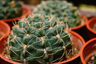 High angle view of succulent plant in pot