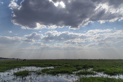 Scenic view of field against sky