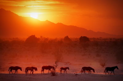 Horses on landscape against orange sky