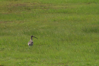 Bird on a field