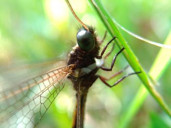 Close-up of insect