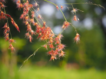 Close-up of autumnal leaves against blurred background