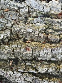 Full frame shot of tree trunk with rocks