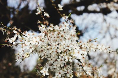 Close-up of white flowers blooming in park