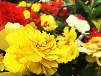 Close-up of yellow flowers blooming outdoors