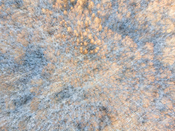 Aerial view of trees on landscape