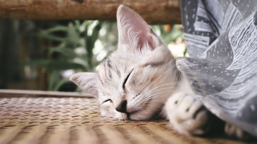 Close-up of cat sleeping