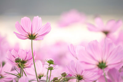 Close-up of pink cosmos flowers