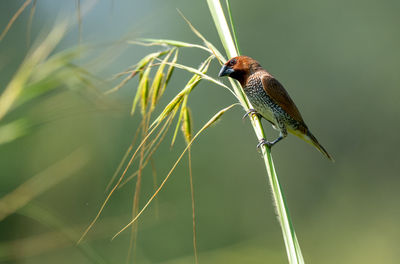 A scaly breasted munia on perched on a stalk of grass in the bright sunlight.