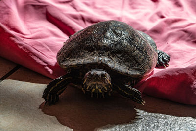 Close-up of turtle