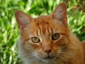 Close-up portrait of ginger cat