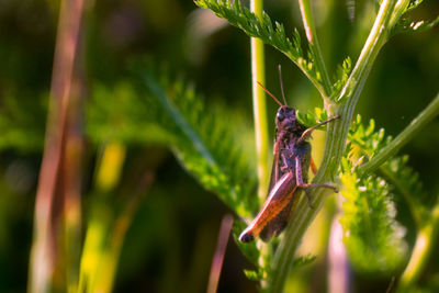 Close-up of insect on plant