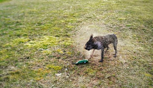 High angle view of dog shaking off water on field