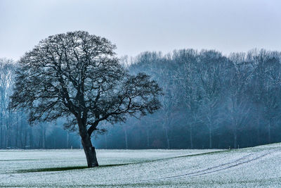 Bare tree on snow covered field against sky