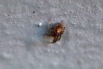 Close-up of spider