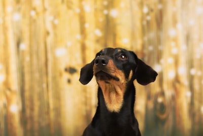 Close-up of a dog looking away