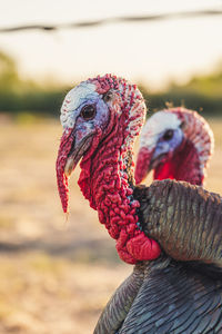 Close-up of a bird