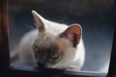 Close-up portrait of cat