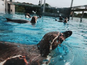 Penguin swimming in pool