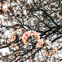 Low angle view of flowers on tree
