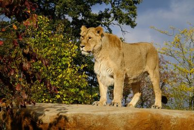 Female asian lion standin on a rock. chester zoo.