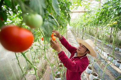 Farmer harvesting tomato in greenhouse