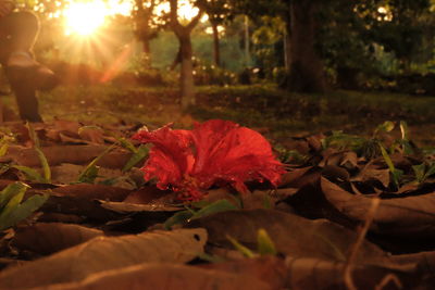 Close-up of red flower against trees