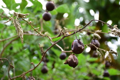 Close-up of berries growing on tree