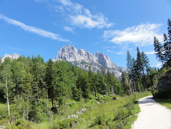 Scenic view of road amidst trees against sky