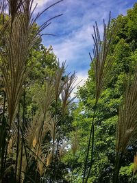 Low angle view of trees against blue sky