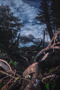 Trees in forest during winter