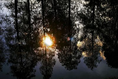 Reflection of trees in water