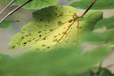 Close-up of insect on leaf