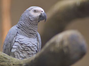 Close-up of african grey parrot