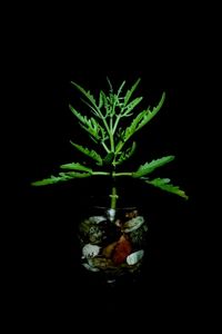 Close-up of potted plant against black background