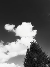 Low angle view of tree against sky