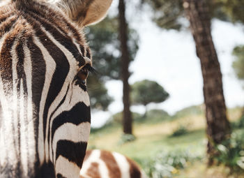 Close-up of a horse