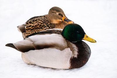 Close-up of mallard duck